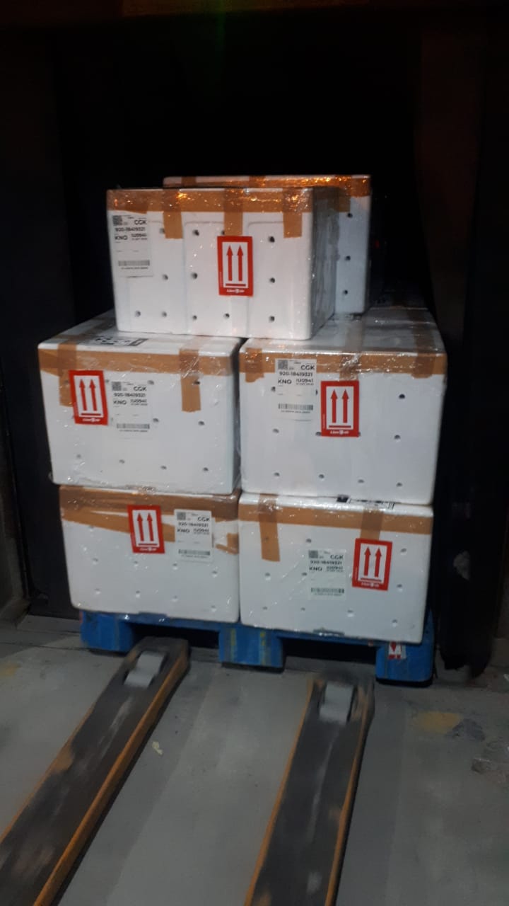 Tumpukan boks styrofoam di atas pallet siap kirim